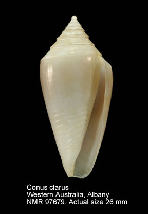Conus clarus.jpg - Conus clarus E.A.Smith,1881